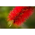 thumbnail image 4 of 40 CRIMSON BOTTLEBRUSH Callistemon Citrinus Flowering Shrub Bush Small Tree Seeds, 4 of 10
