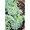 thumbnail image 5 of Aurora Blue Stonecrop-Sedum 'Aurora Blue'-Unique blue-green succulent for gardens  6" Hanging Basket, 5 of 19