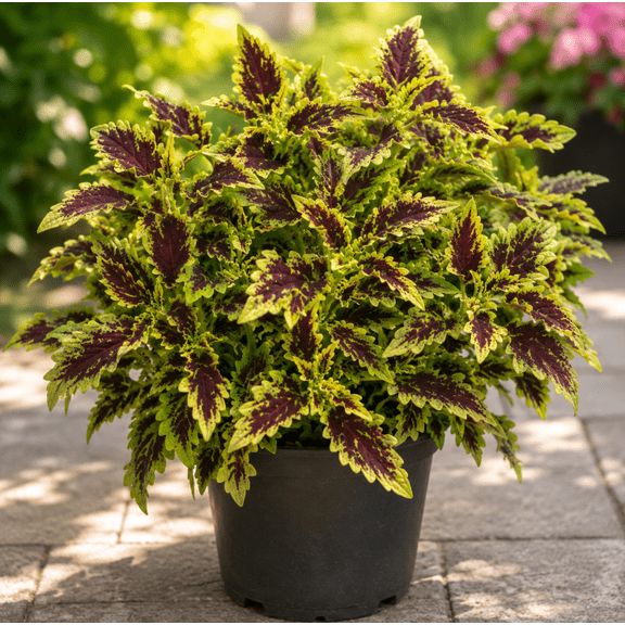 Set of 4 Robyn Coleus Live Plants 4-6 Inches Tall, Colorful Foliage Plants for Garden, Patio and Containers