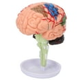 thumbnail image 4 of Modelo anatómico del cerebro 4D BuyWeekMX, 4 of 9