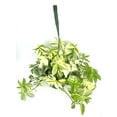thumbnail image 3 of Green, White, Yellow Variegated Tradescantia Fluminensis Live Plants in Pot, Ideal House Plant, Perfect for Gifting, 3 of 3