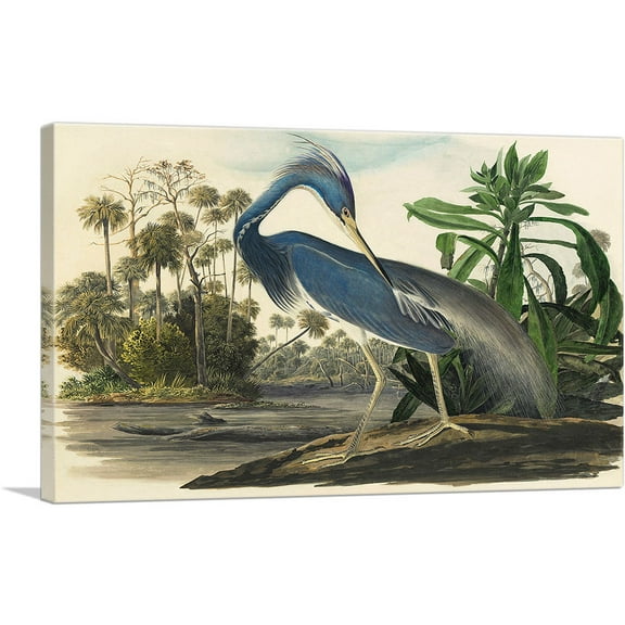 ARTCANVAS Louisiana Heron Canvas Art Print by John James Audubon - Size: 26" x 18" (0.75" Deep)