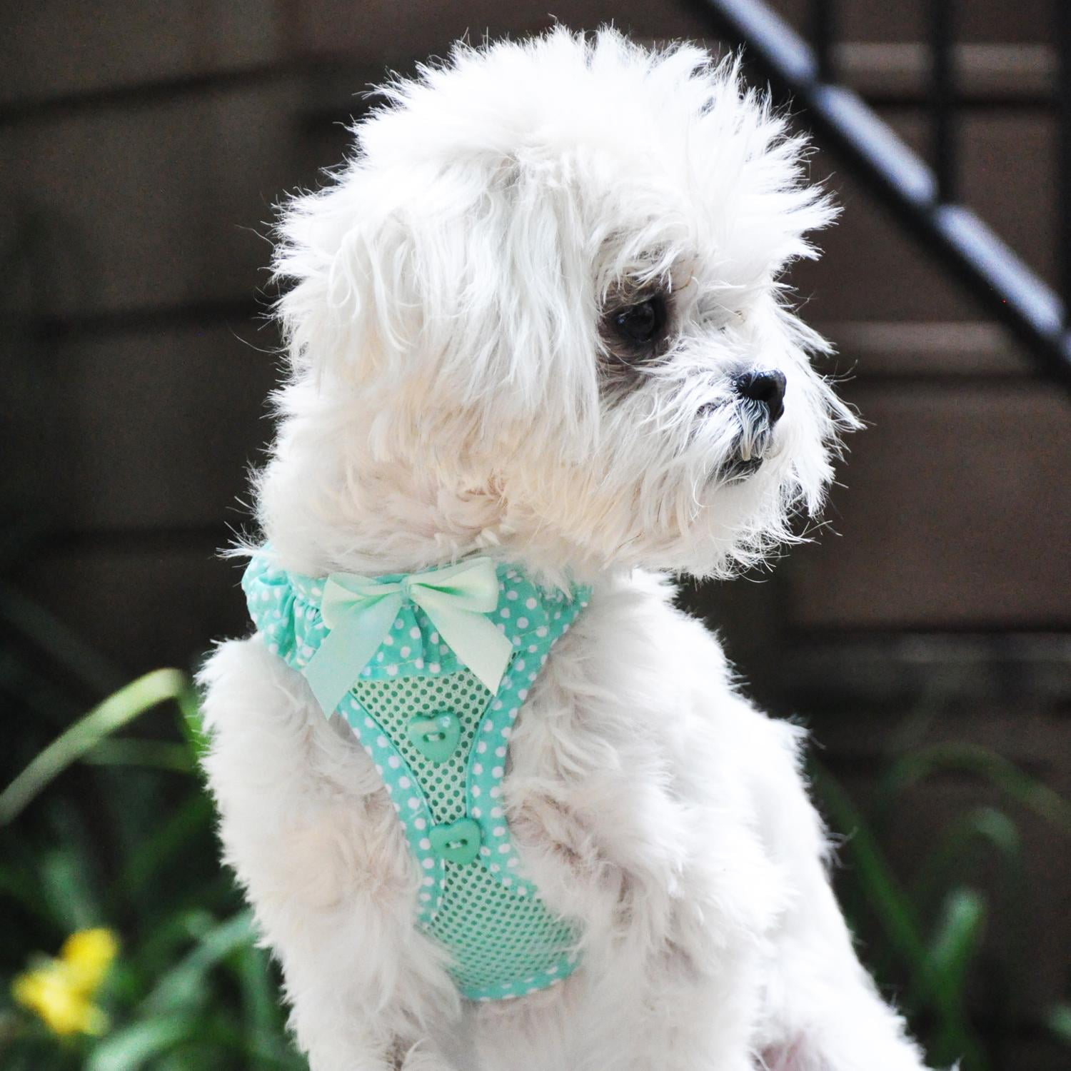 American River Choke-Free Dog Harness by Doggie Design - Teal Polka Dot - Small