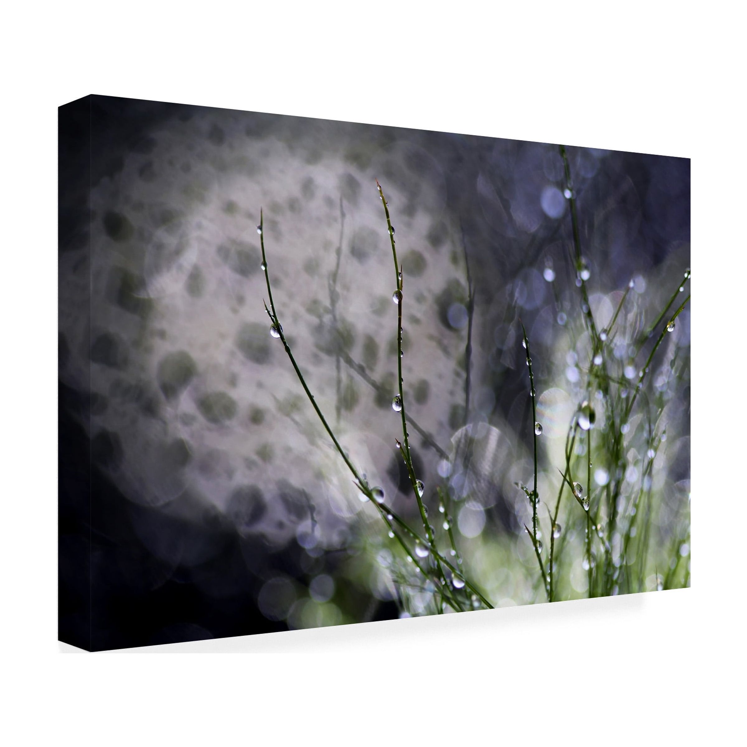 Trademark Fine Art "Morning Tale" Canvas Art by Beata Czyzowska Young