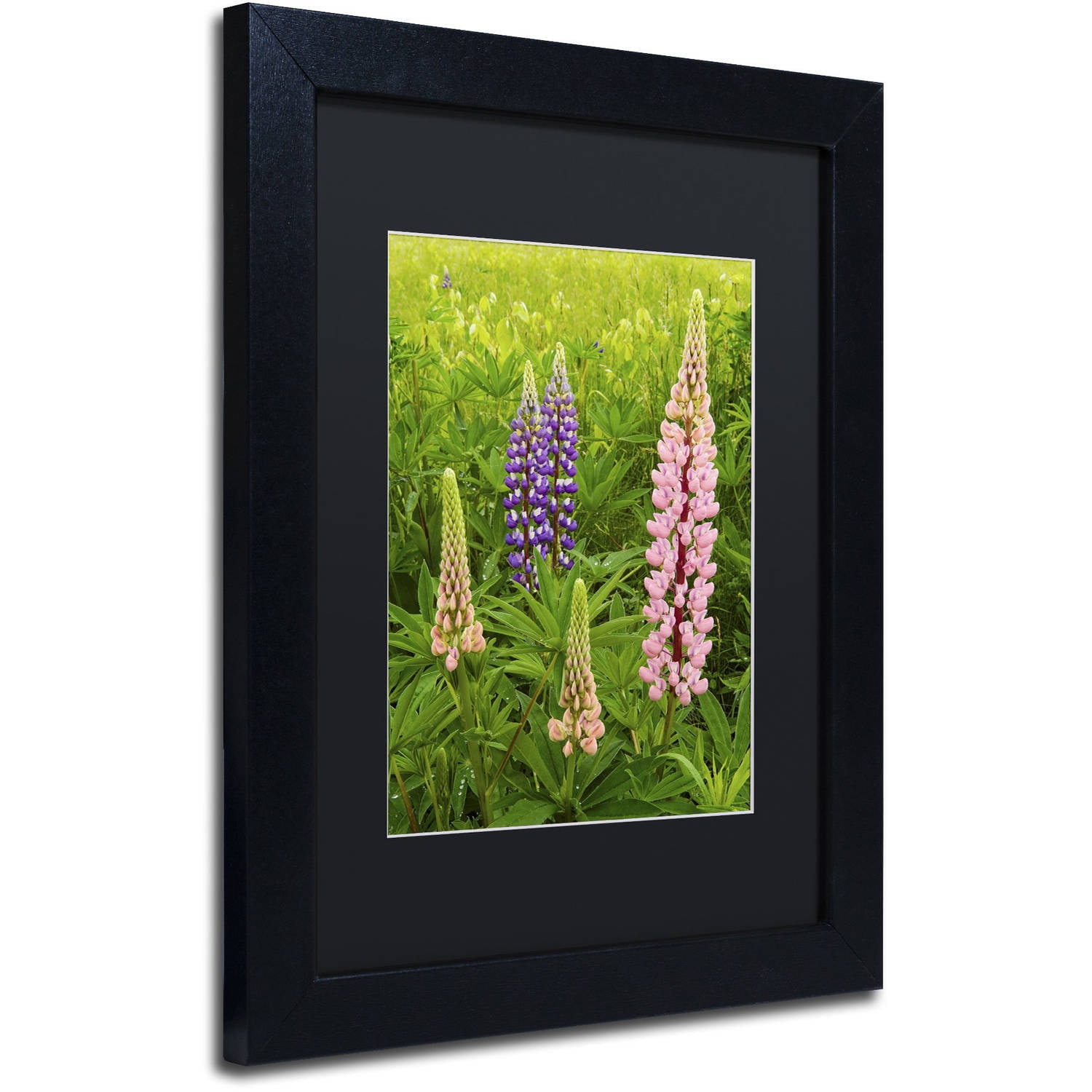 Trademark Fine Art "Lupine Family" Canvas Art by Michael Blanchette Photography Black Matte, Black Frame