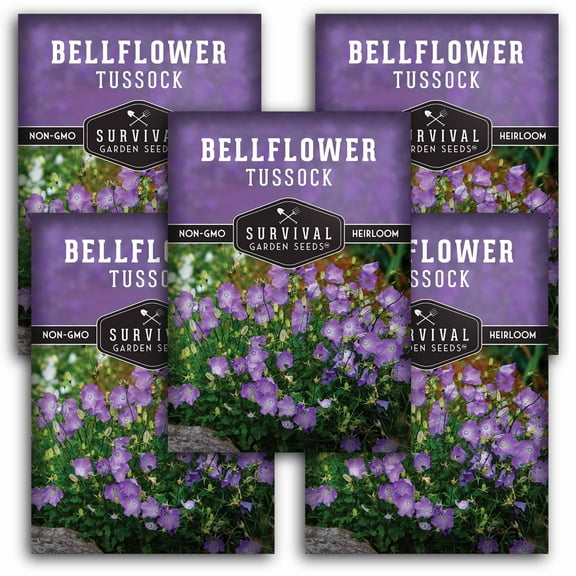 5 Packs Tussock Bellflower Seed - Campanula Carpatica - Non-GMO Heirloom Perennial Full Sun Flower