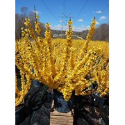 Lynwood Gold Forsythia
