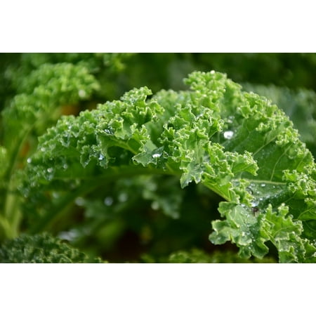 Framed Art for Your Wall Green Food Vegetables Garden Leaves Kale Healthy 10x13