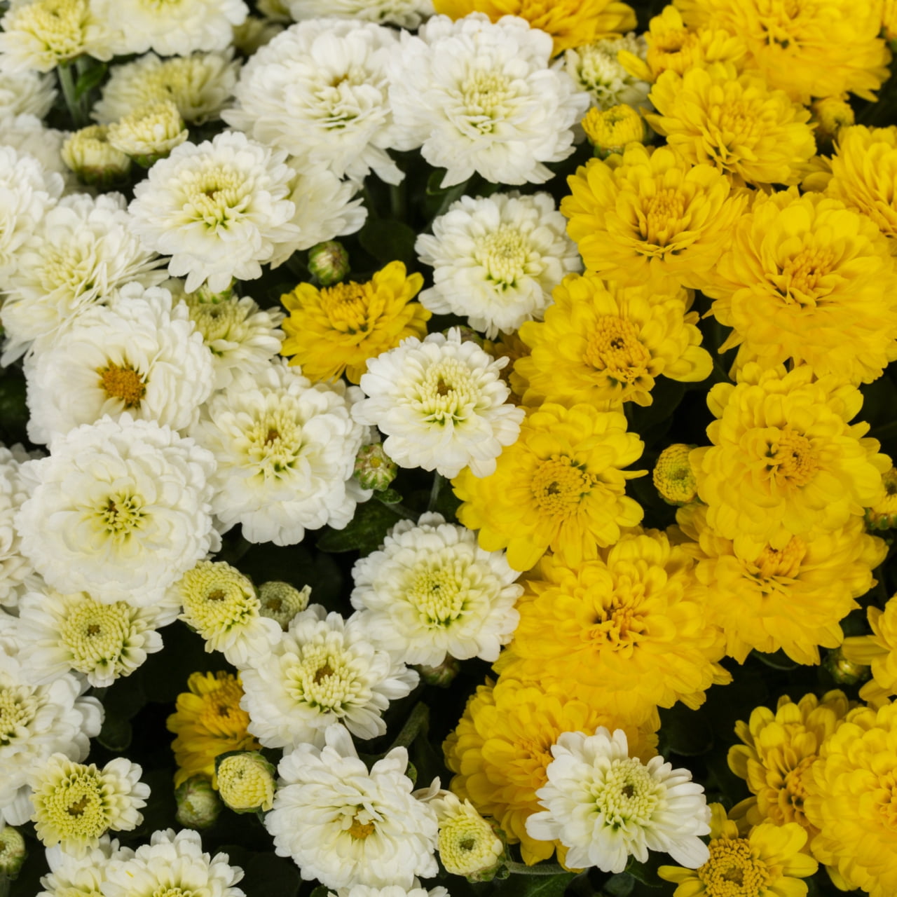(2 pack) Better Homes & Gardens 3QT White Yellow Garden Chrysanthemum Plant Green Pumpkin Pot Sun