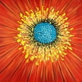 thumbnail image 3 of Atelier B Art Studio 12x12 Black Modern Framed Museum Art Print Titled - Close-up on a red flower, 3 of 5
