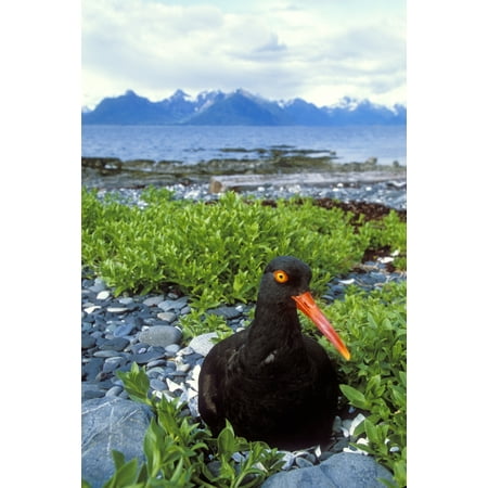 Black Oystercatcher On Nest Showing With Port Gravina And Chugach Mountains In Background Prince William Sound Southcentral Alaska Summer