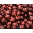 thumbnail image 3 of Red Burgundy Onion Seeds/ Perennial/ Full Sun/ 28K seeds 1/4 lb/  Zellajake Farm and Garden- B179, 3 of 5