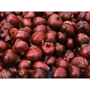 Red Grano Onion Seeds/ Biennial/ Full Sun/ 125 Seeds 1/2 Gram/ Zellajake Farm and Garden - B52