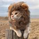 thumbnail image 2 of Ropa divertida para gatos, disfraz de melena de león, gorro de peluca de León para Navidad, disfraces de Halloween para mascotas, 2 of 5