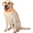 thumbnail image 1 of Collier Rafraîchissant pour Chien fafa-Hi-Vis - Orange Réfléchissant Réutilisable (Grand), 1 of 4