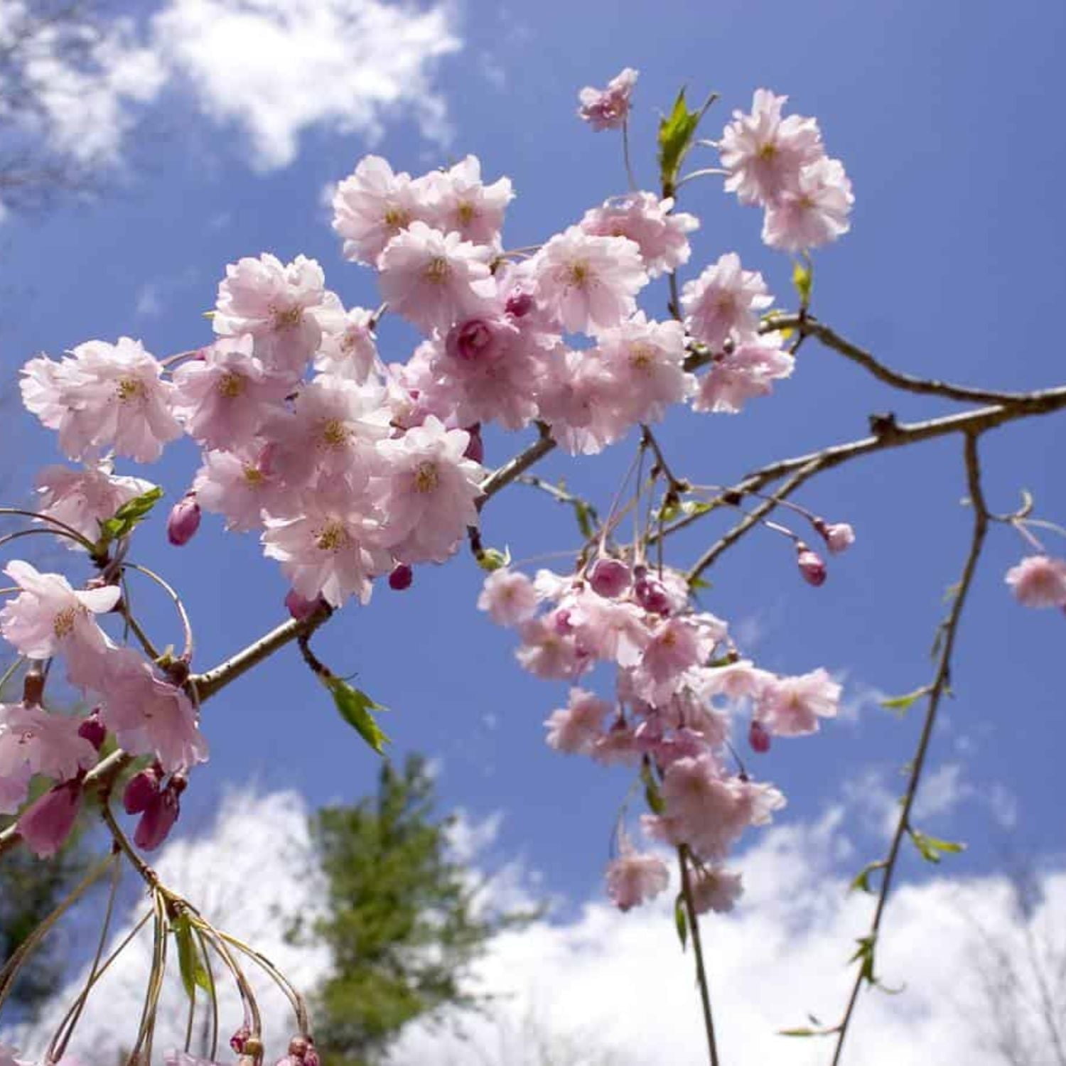 Expert Gardener 3-4 ft. tall Weeping Pink Flowering Cherry Live Tree in 7-Gallon Grower Pot