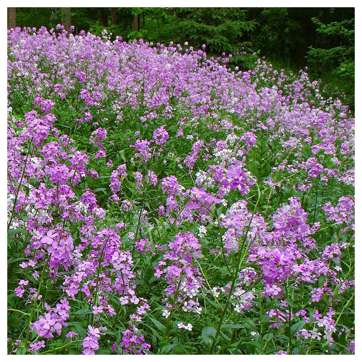 Everwilde Farms - 1 lb Dames Rocket Garden Flower Seeds - Gold Vault Bulk Seed Packet