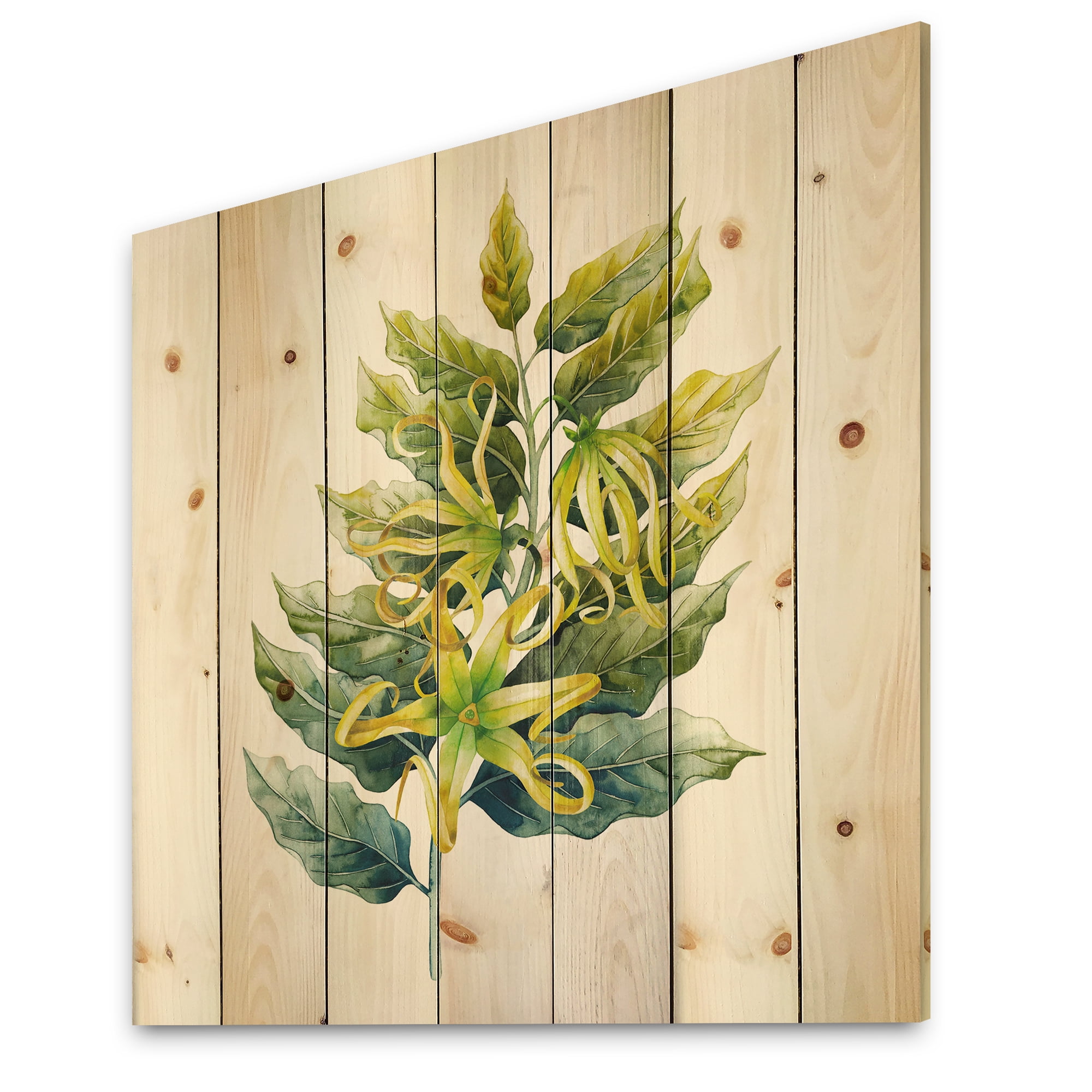 Designart 'Ylang Ylang Flower On White' Traditional Print on Natural Pine Wood