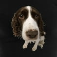 thumbnail image 3 of CafePress - FIN Springer Spaniel Closeup Women's Dark Paja - Women's Dark Pajamas, 3 of 4