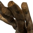 thumbnail image 4 of Vickerman 36-44" Natural Ladder Branches - XL, curled, 5 stems, Dried, 4 of 4