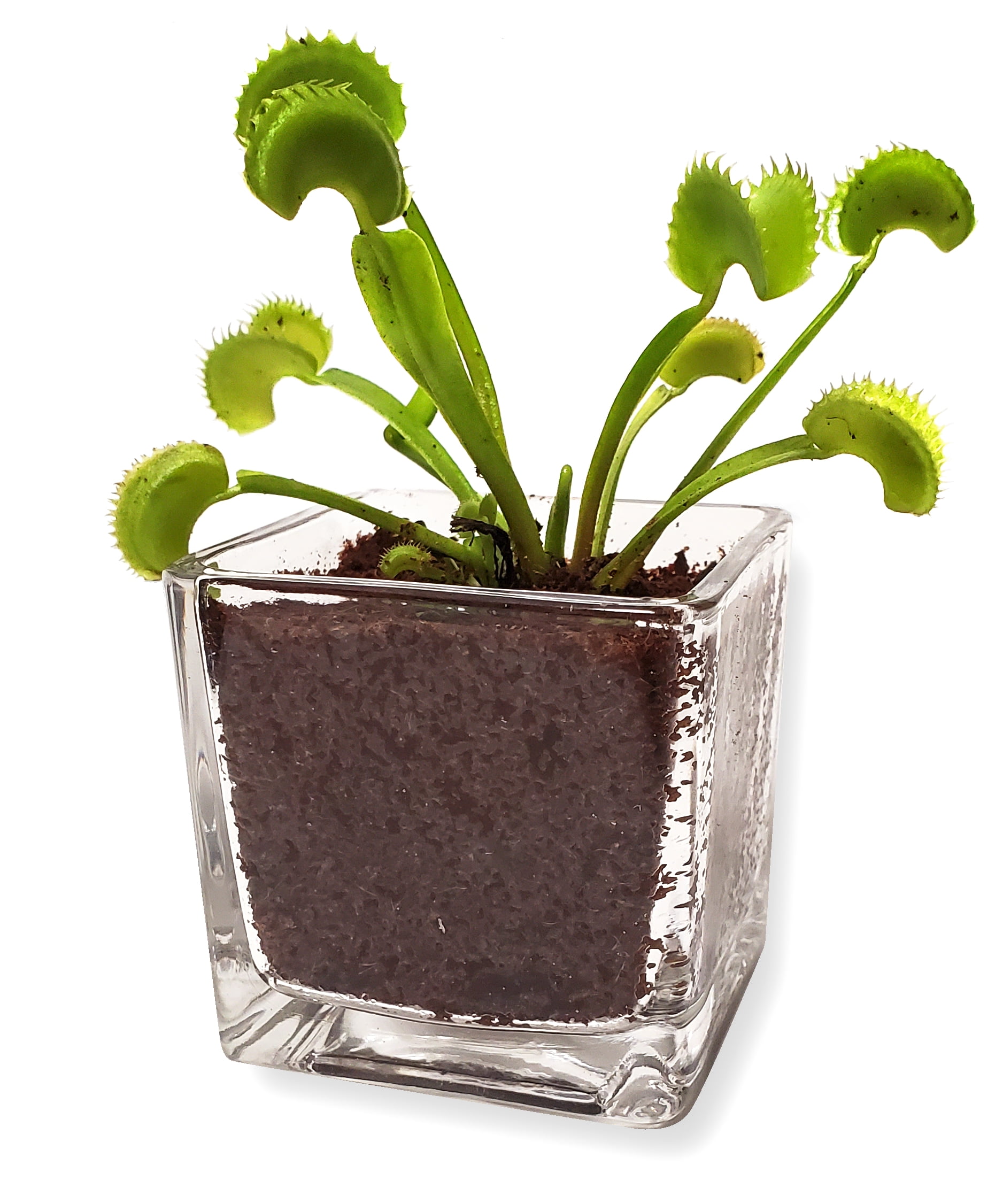 Nature Gift Store Live Adult Venus Flytrap Plant in Cube Vase Venus