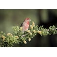 thumbnail image 2 of Kaveney, Wendy 14x11 White Modern Wood Framed Museum Art Print Titled - USA, Arizona, Amado Male house finch on branch, 2 of 4