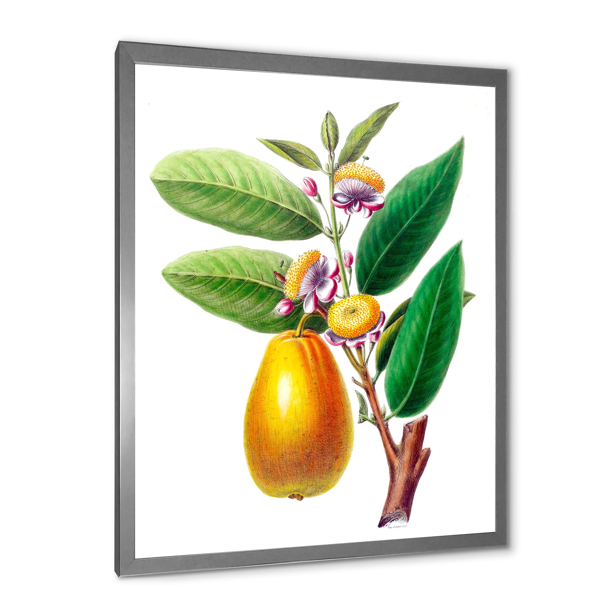 Designart 'Ancient Fruits I' Farmhouse Framed Art Print