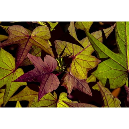 Better Homes & Gardens Ipomoea Sweet Potato Vine, Live Outdoor Plant, 1 Pt Pot, Full Sun to Shade