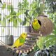 thumbnail image 5 of Escondite de coco 100 % natural con escalera, juguete para pájaros y animales pequeños,11 Feliz Sencillez, 5 of 5