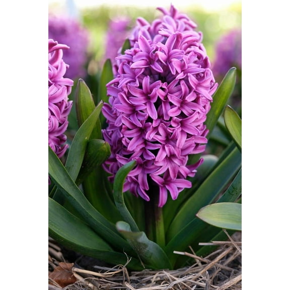 Miss Saigon Purple Hyacinth Bulbs for Planting (10 Bulbs)