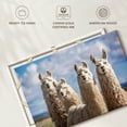 thumbnail image 6 of Elephant Stock Fluffy White Llamas Wall Art - Horizontal Canvas Wall Art - Living Room Wall Decor - Animal Canvas - Blue And Brown Decor - 30" x 20", 6 of 8