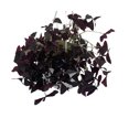 thumbnail image 2 of Ebony Allure Shamrock Plant - Dark Purple/Black - Oxalis - 4.5" Hanging Basket, 2 of 2