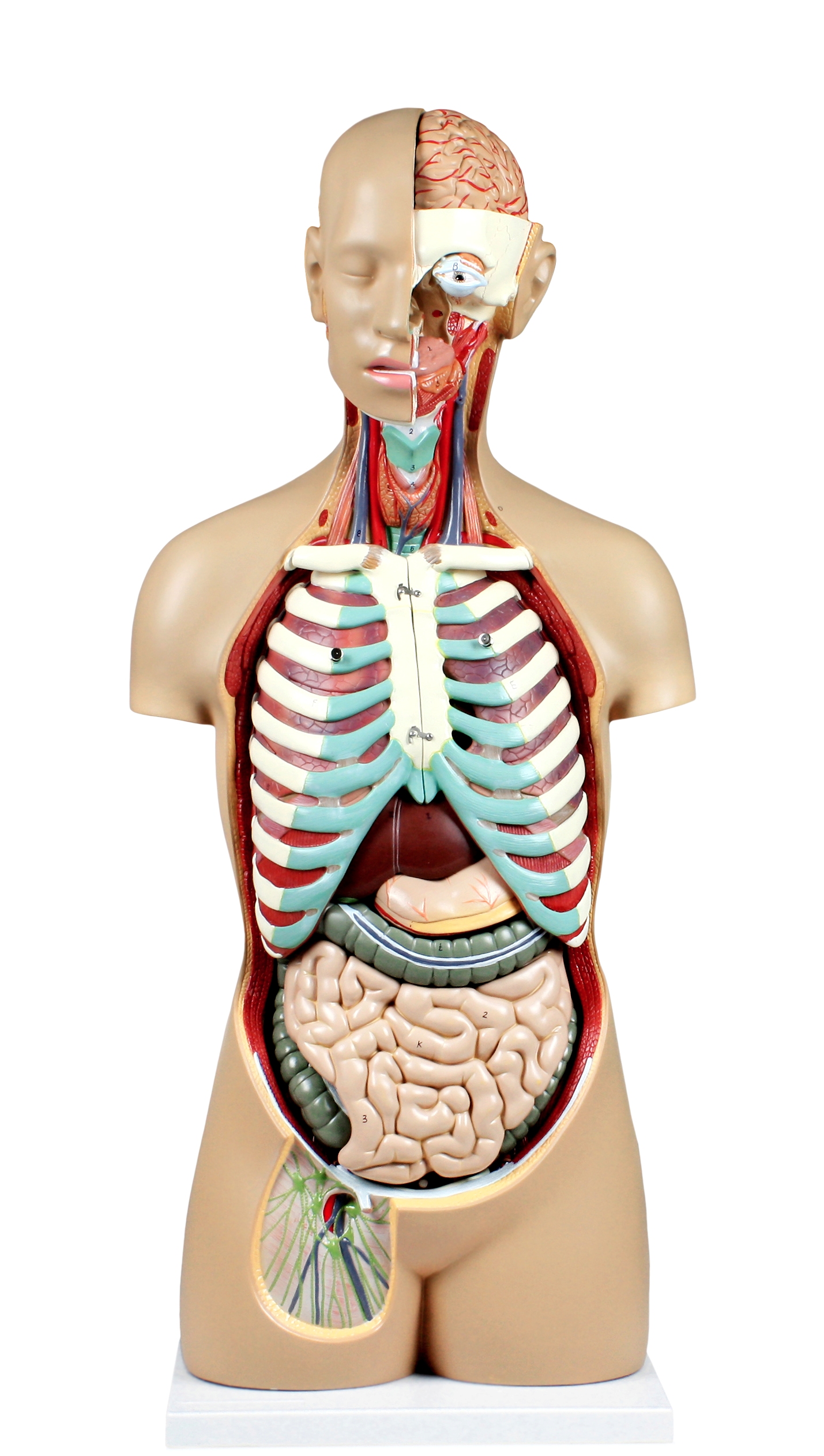 Isaac Technologies Ic B10107 17 Parts Sexless Human Torso Open Back Exposes Muscular Layers Vertebral Volume Nerve Branches Walmart Canada