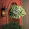 thumbnail image 4 of Proven Winners 4" White Endless Flirtation Bush Violet Live Plant in 4.25" Pot (4 Count), 4 of 8