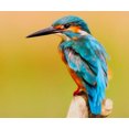 thumbnail image 1 of Kingfisher Oiseau - Peinture Diamant DIY, 1 of 6
