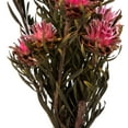 thumbnail image 3 of Vickerman 8-20" Pink Punch Plumosum, Female, 8 flower heads per bundle, Preserved, 3 of 4