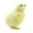 C, variant on Tahtuvzn School Home Decor Imitation Chicken Plushy Toy Doll Teaching Easter Model Decoration, Gifts for Friend