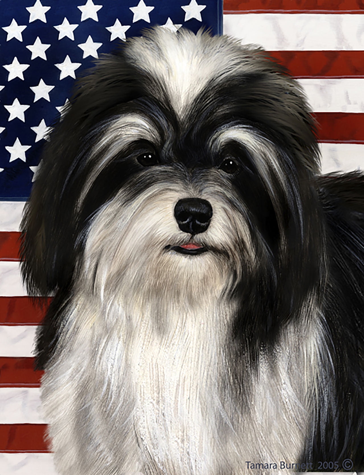 white and black havanese