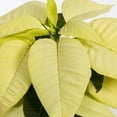 thumbnail image 3 of Expert Gardener Pint White Poinsettia Live Plant Red Foil Cover Indirect Sun 6 Pack, 3 of 7