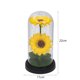 thumbnail image 5 of Regalo creativo, girasol, flor eterna, cubierta de vidrio, luz de noche de girasol, pantalla de lámpara acrílica, decoración, 5 of 5