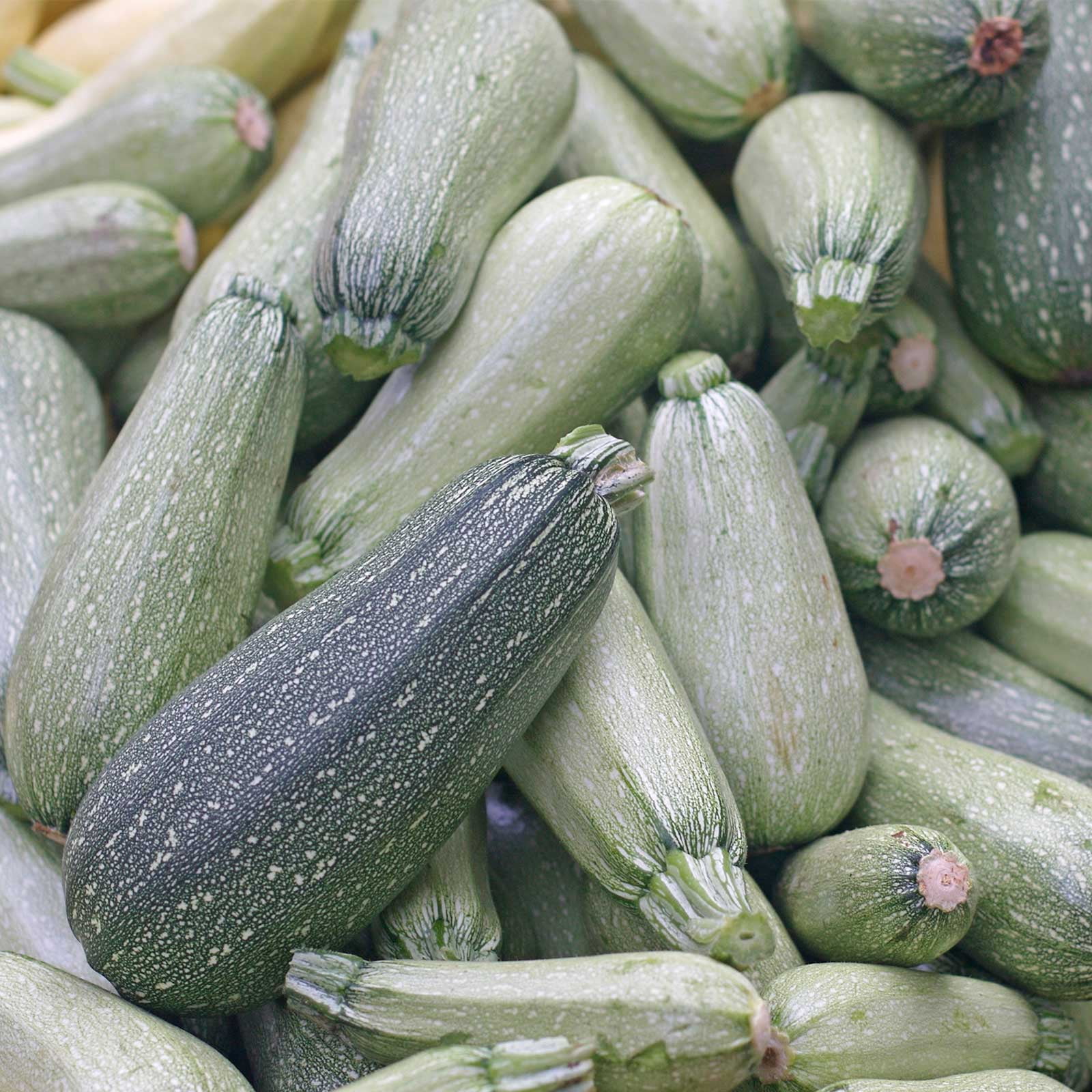50 Round Zucchini Summer Squash SeedsNon-GMO Heirloom Vegetable FREE SHIPPING 
