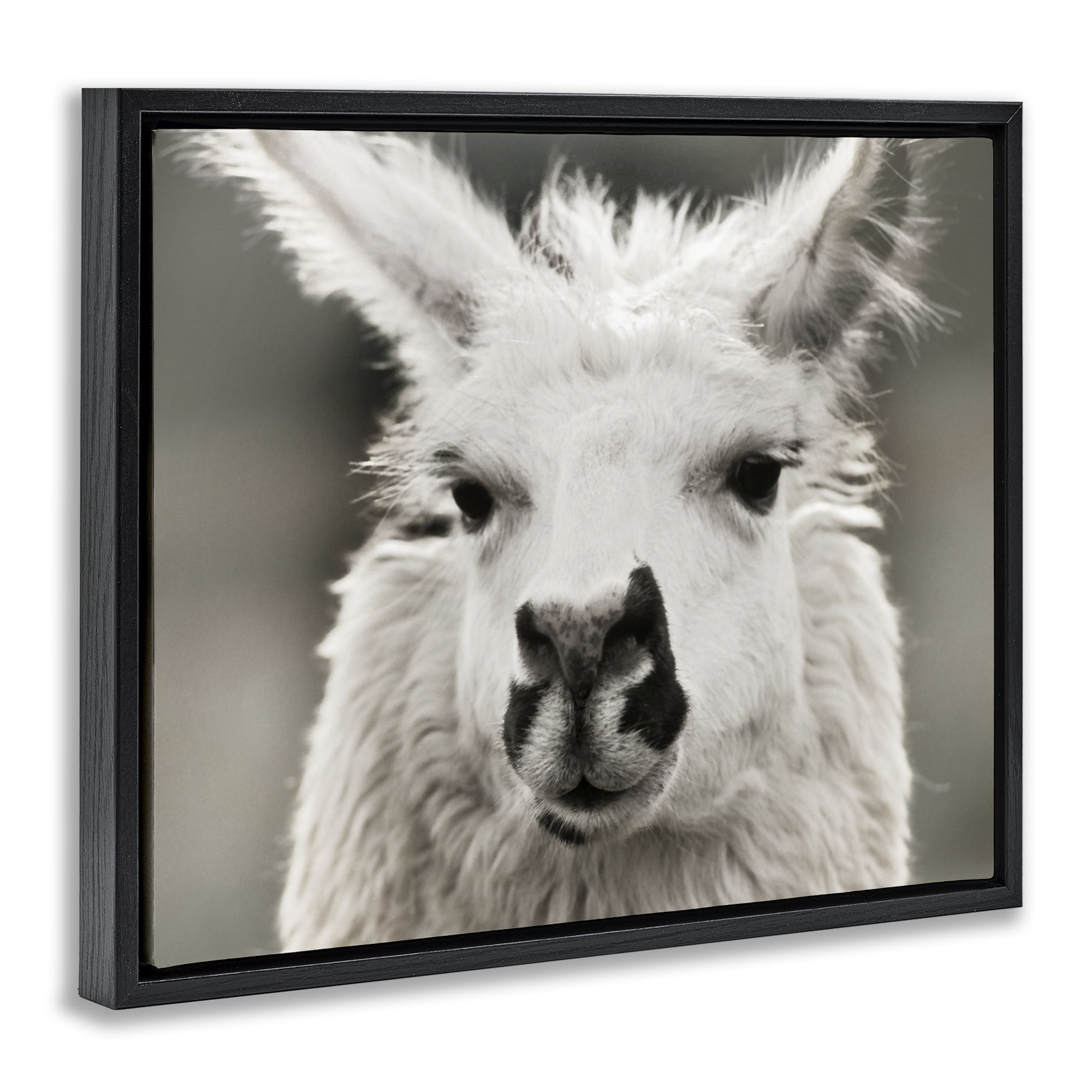 Stupell Industries Llama Gazing Portrait Animals & Insects Photography Black Floater Framed Canvas Art Print Wall Art, 21 x 17