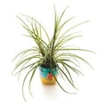 thumbnail image 5 of Color-Me™ Ceramic Bisque Planter (Pack of 12), 5 of 7