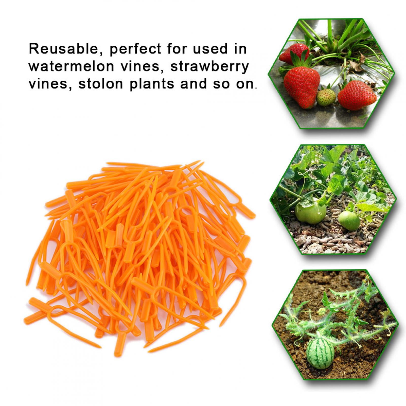 ANGGREK Plant Fixing Clip, Reusable Garden Clip, For Farm Greenhouse Vegetable Vine Fixing Clamp Gardening Supplies Garden