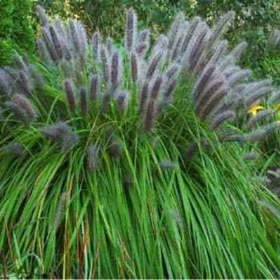 Pennisetum Alopecuroides Fountain Drought Tolerant Ornamental Grass Seed - 200 Seeds