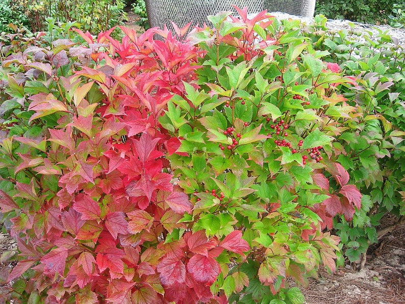 Showy, Fall Color Shrub Seeds Viburnum trilobum American Highbush Cranberry