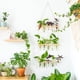 thumbnail image 5 of Naiovety Regalo Terrario de planta de tubo de ensayo para colgar en la pared de 3 niveles con soporte de madera que deleita a sus seres queridos Jardín y Patio Estilo de registro, 5 of 6