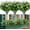 Offwhite, variant on 8PCS Artificial Eucalyptus Plants,Fake Boxwood Shrubs UV Resistant No Fade Faux Plastic Greenery for Wedding Bridal Bouquet Indoor Outdoor Home Garden Kitchen Office Table Vase(Green)