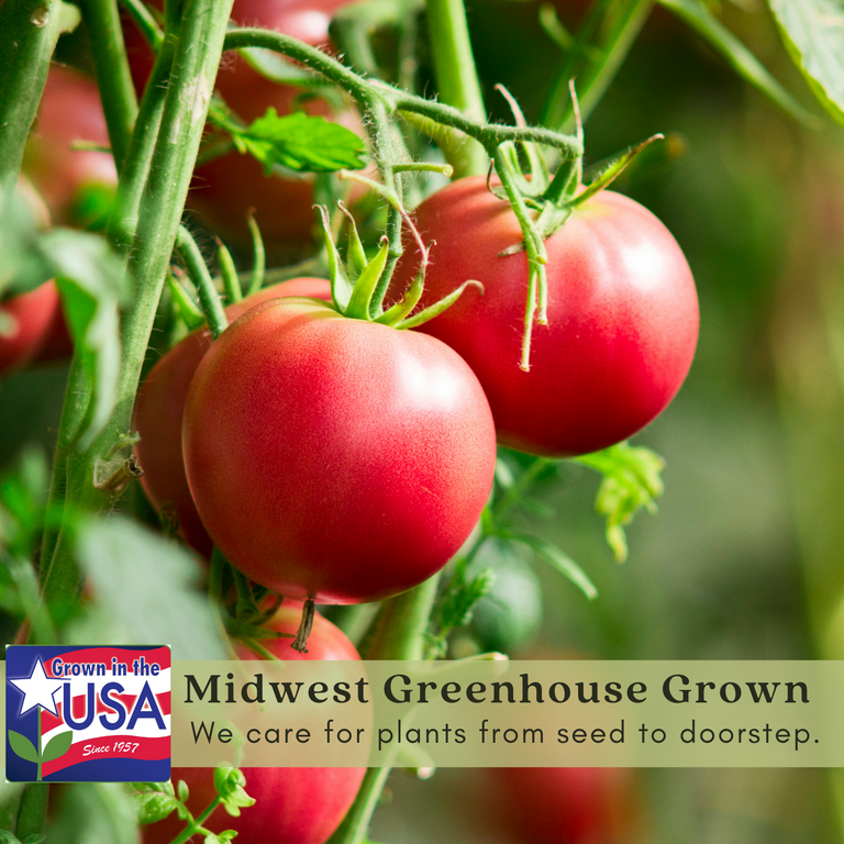 Clovers Garden Big Rainbow Tomato Plants | Two Live, Non-GMO, Heirloom |  Fresh Gardening - Walmart.com