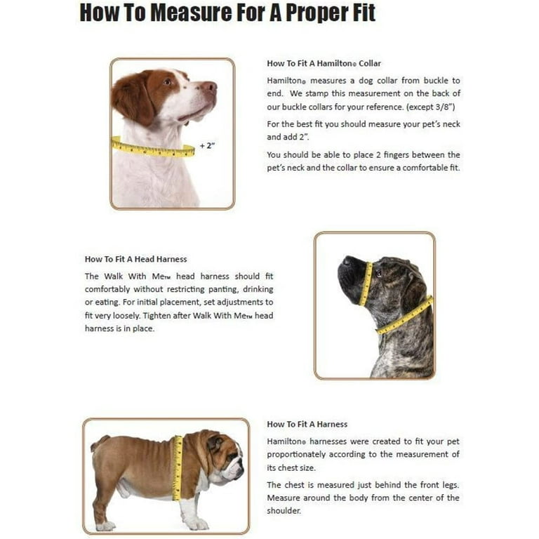 Dog Collar Placement